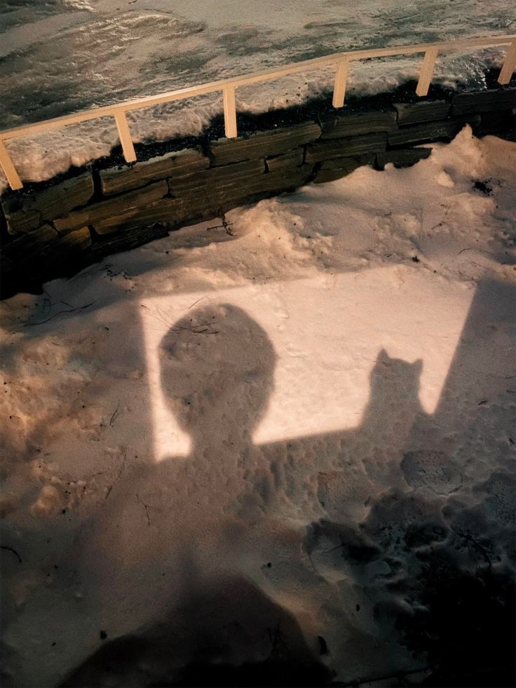 Kayıp kediler gazeli